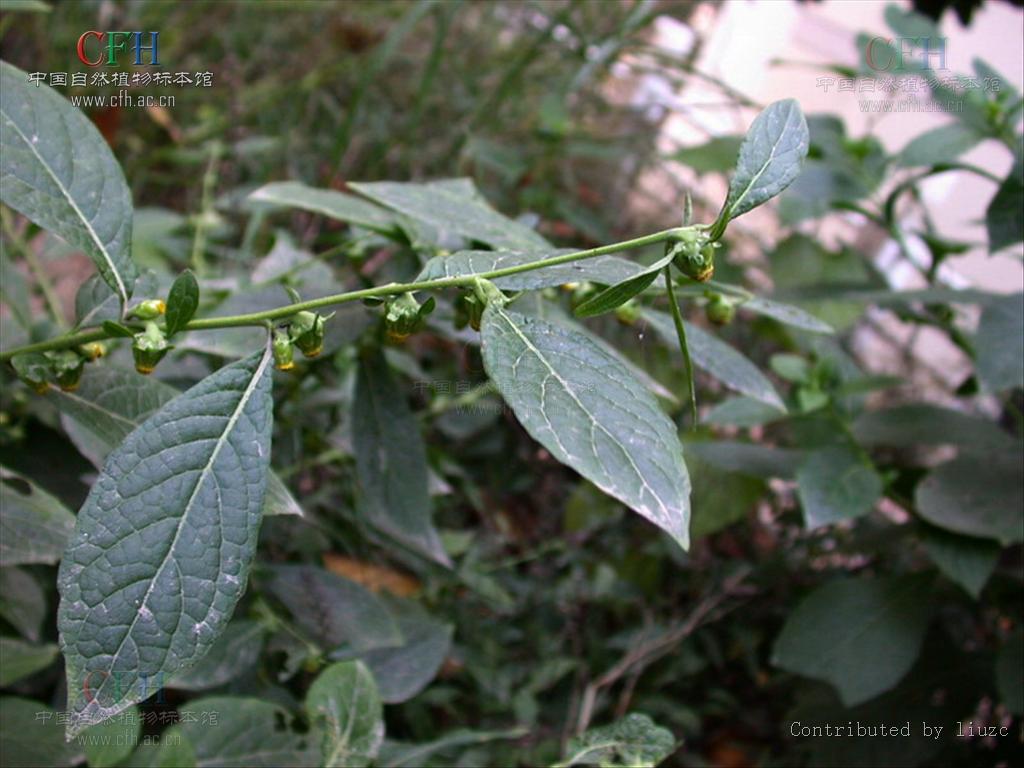 为菊科天名精属植物天名精 i>carpesium abrotanoides /i> l.的全草.