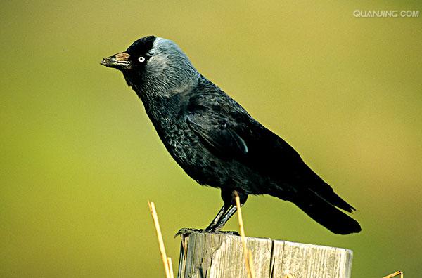  p>寒鸦(学名: i>corvus monedula /i>):体长37厘米.