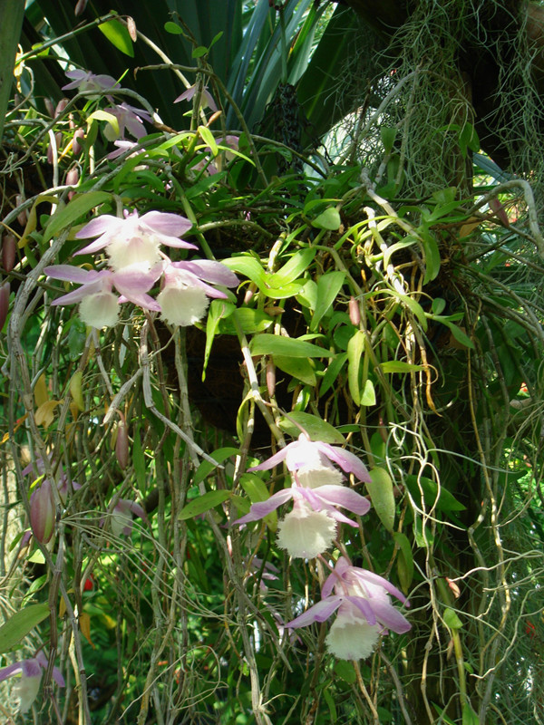  p>兜唇石斛(学名: i>dendrobium aphyllum /i>  (roxb. ) c. e.
