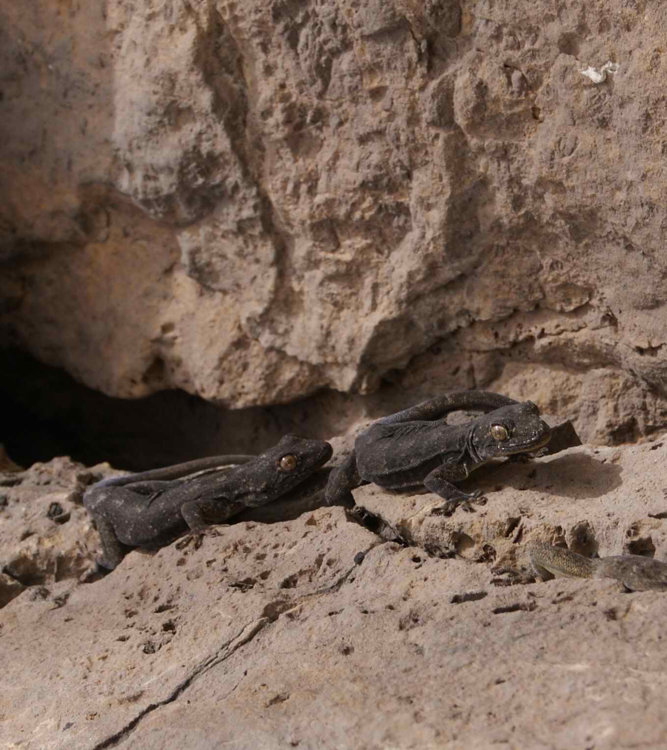  p>多疣壁虎( i>gekko japonicus /i>&nbsp;dumeril and bibron