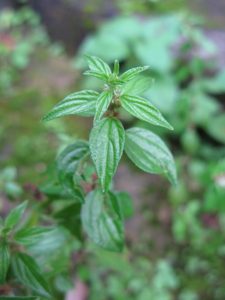  p>雾水葛,中药名.