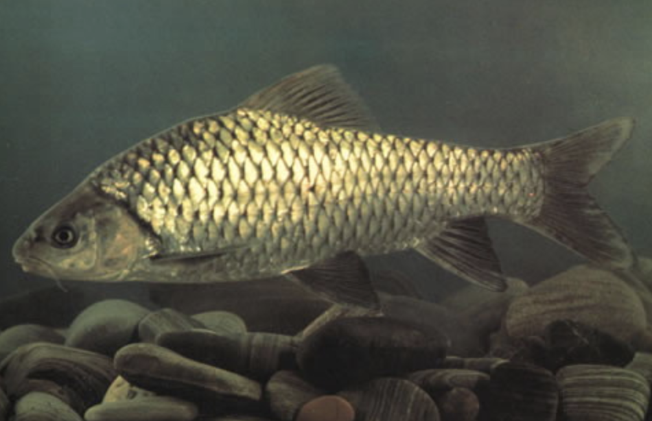  p>中华倒刺鲃(学名: i>spinibarbus sinensis /i>)是鲤科,倒刺鲃属