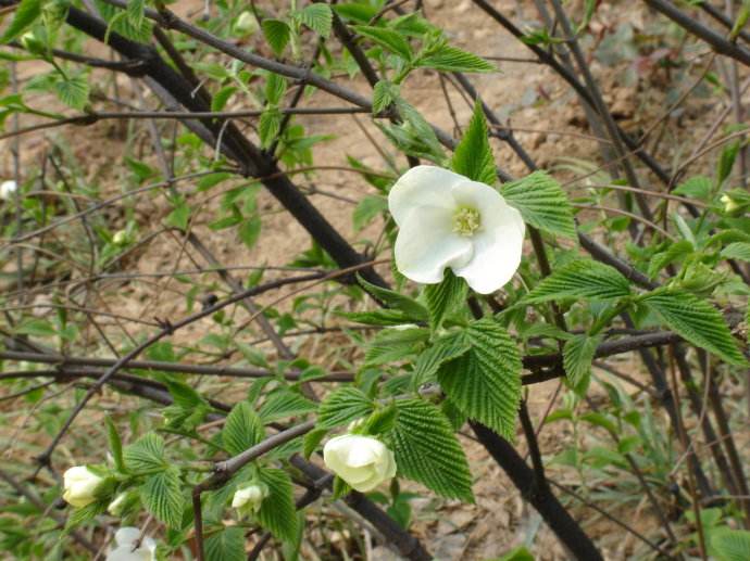 makino)是蔷薇科鸡麻属植物,落叶灌木,高0.5-2米,稀达3米.