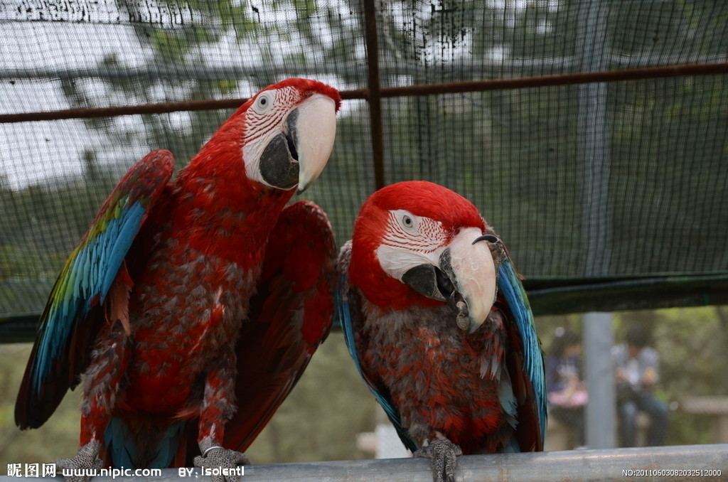 红头亚马逊鹦鹉