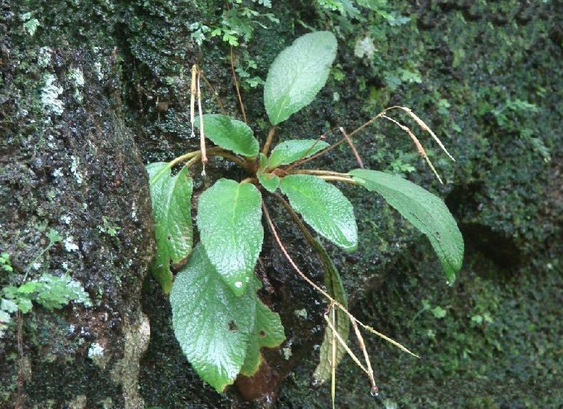 石上莲