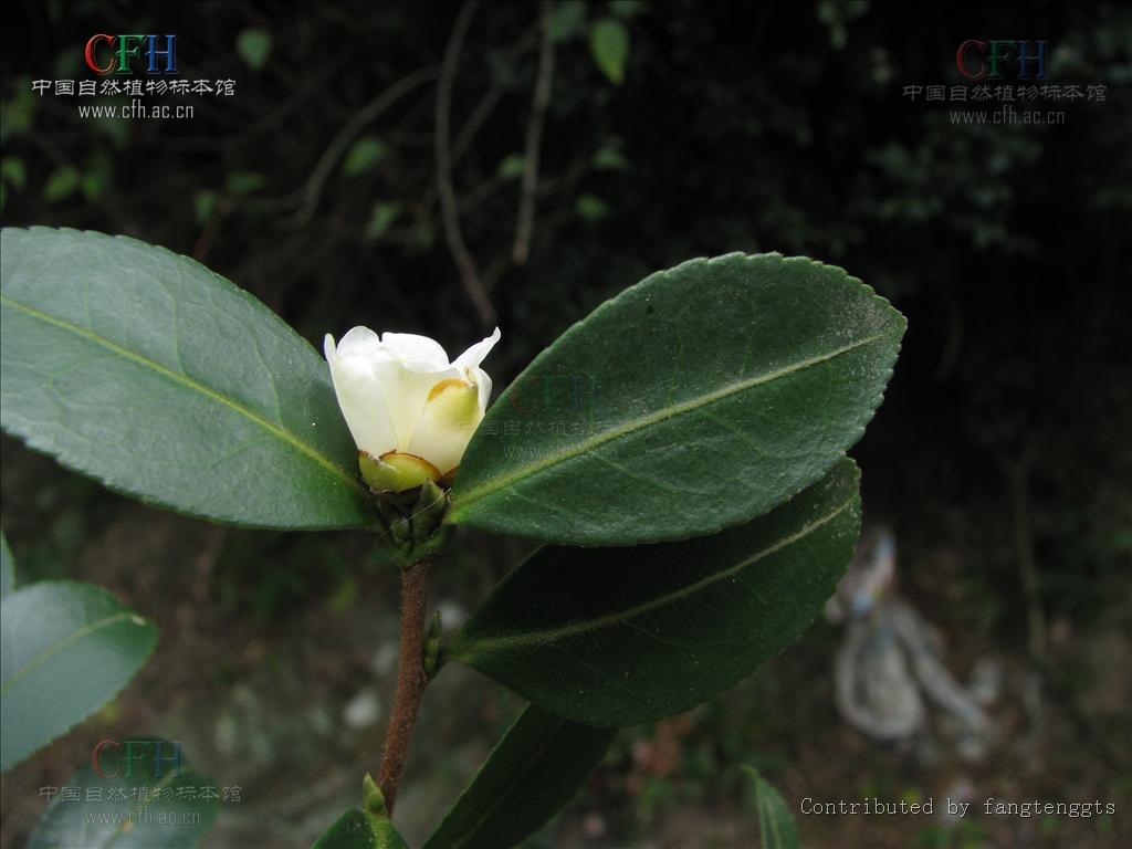  p>短柱茶 (camellia brevistyla (hayata) coh.