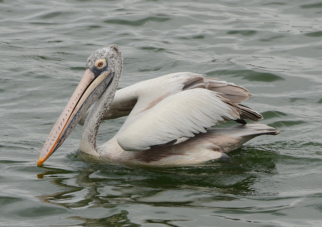 pelecanus philippensis
