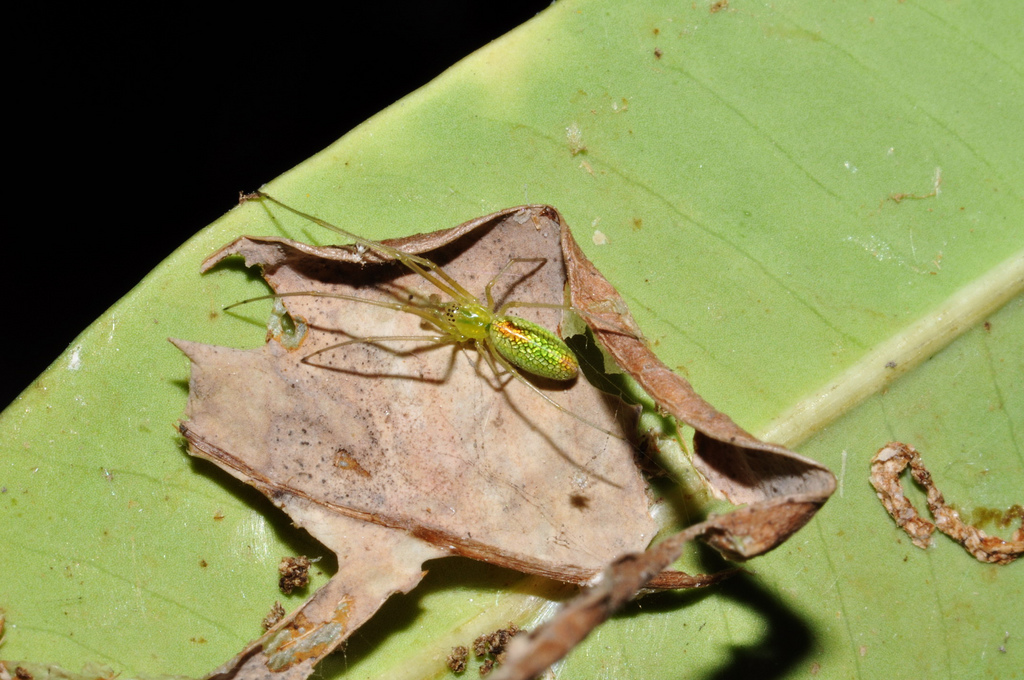 寄主昆虫为叶蝉,棉蚜, a target="_blank" href="/item/小造桥虫