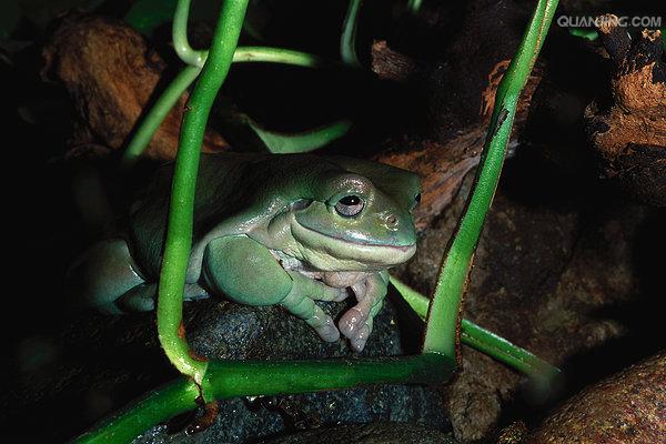  p>树蛙,无尾目树蛙科的1属,体多细长而扁,后肢长,吸盘大,指,趾间有