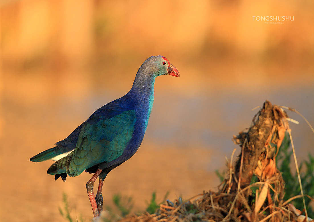 lord howe island swamphen
