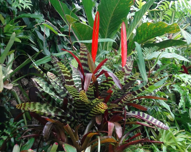 是凤梨科丽穗凤梨属植物.