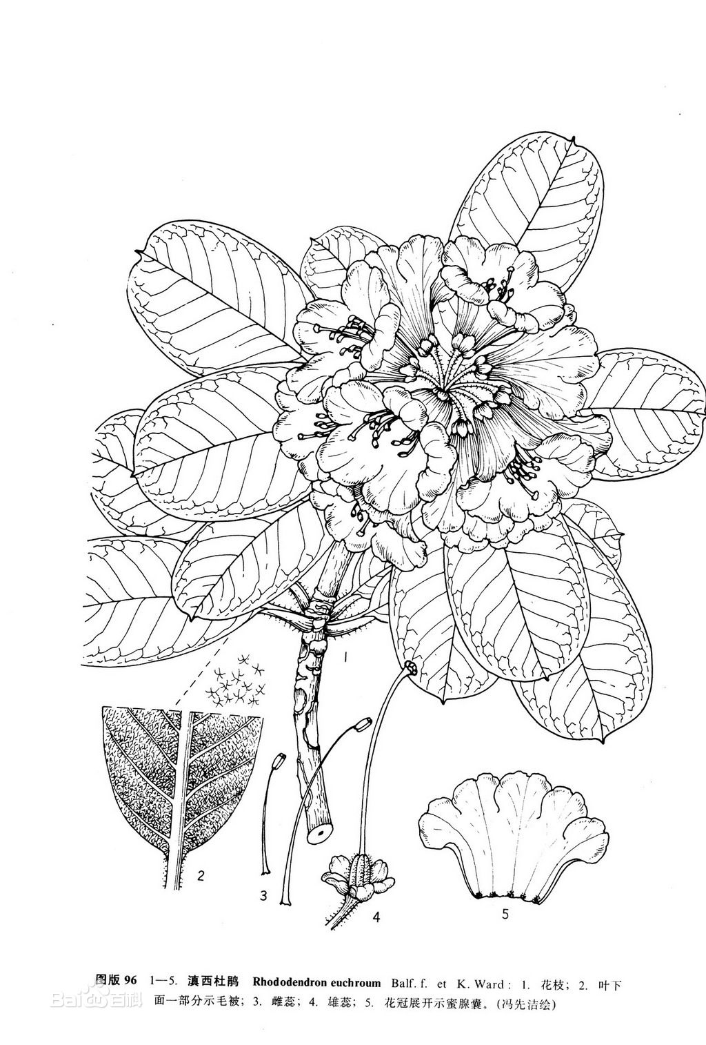  p>滇西杜鹃产云南碧江.生于海拔3 200-3 300米的山坡灌丛中.