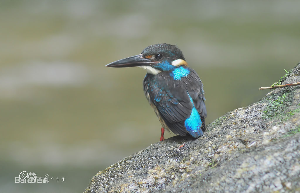  p>蓝带翠鸟(学名: i>alcedo euryzona /i>):体长17厘米,体重34-38克.