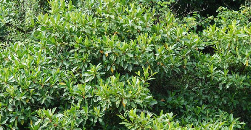  p>海莲(学名: i>bruguiera sexangula /i> (lour.) poir.