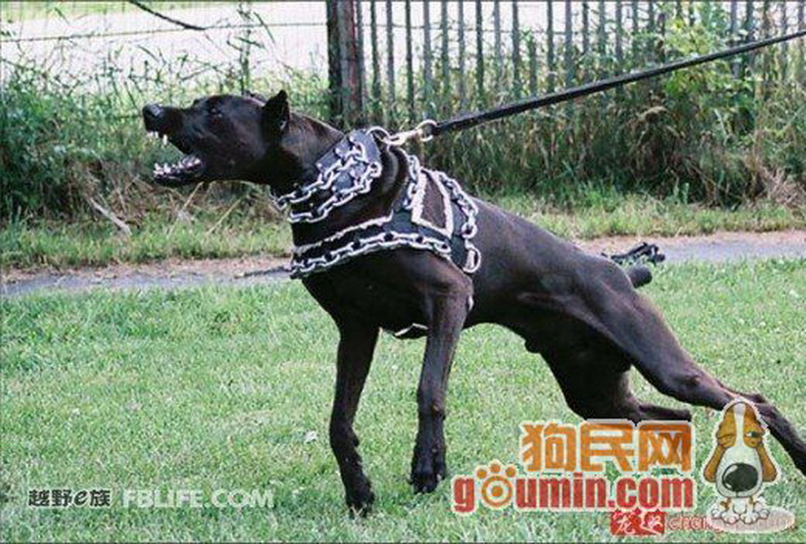 班道戈犬来自撒克逊方言的"banda"- "链条,用链条拴",1960年,美国人用