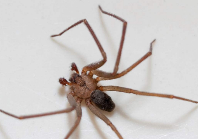  p>刺客蛛,英文名assassin spider (arthropoda)(arachnida),蜘蛛目