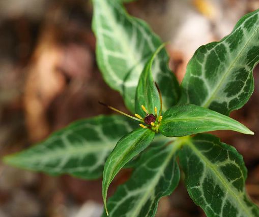 是百合科,重楼属多年生直立 a href="#" data-lemmaid="541696">草本