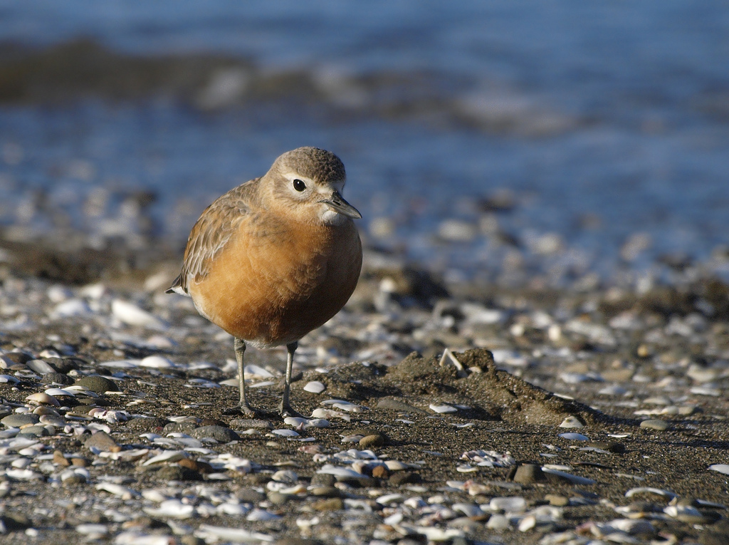 位于 a target="_blank" href="/item/太平洋/118304" data-lemmaid="