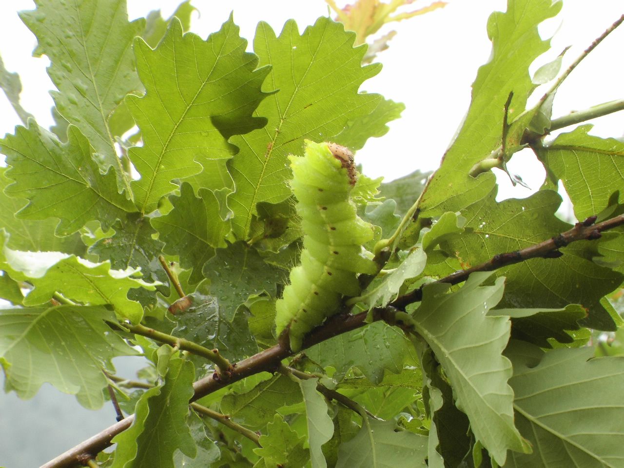  p>柞蚕属野蚕,主要生活在北方,它由人工放养在野外大山柞林之中,它以