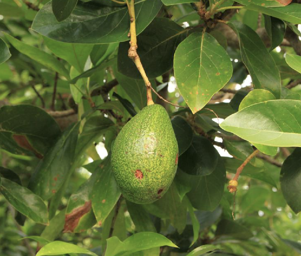 是樟科鳄梨属植物,常绿乔木,耐阴植物.