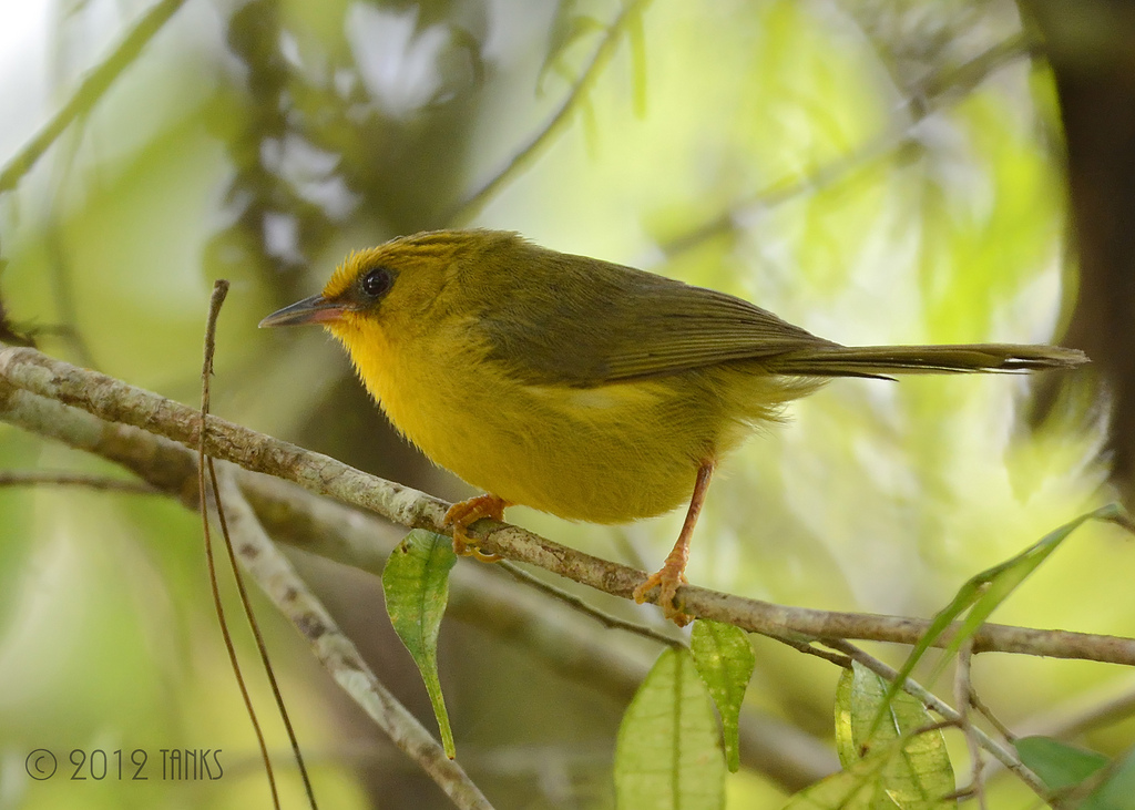  i>stachyris chrysaea /i>)小型鸟类,体长10~11厘米,是一种黄色小鸟