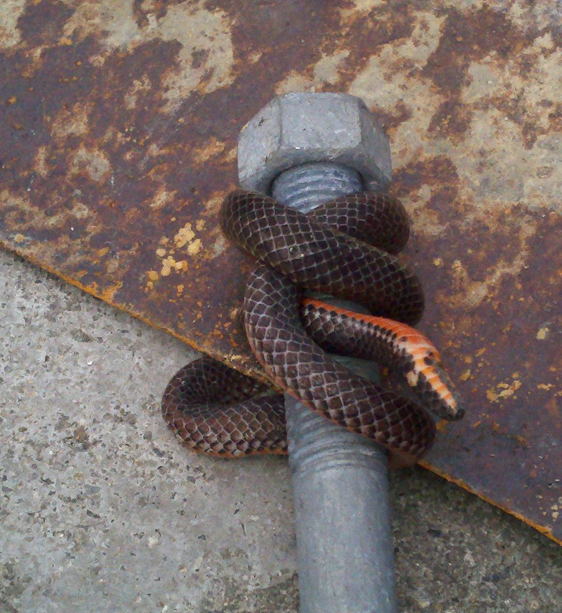  p>钝尾两头蛇(学名:calamaria septentrionalis)是游蛇科两头蛇属的