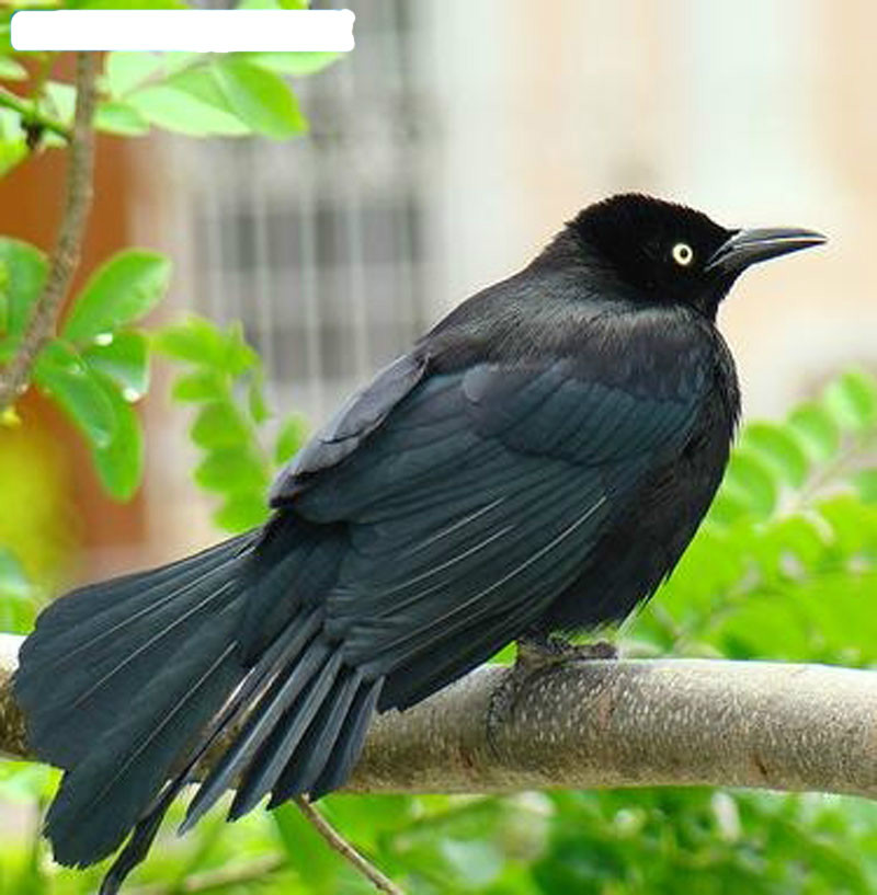  p data-id="gnx0ckx4qy">墨西哥拟八哥(quiscalus palustris),又名细