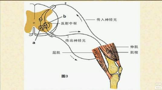 下运动神经元_百度百科
