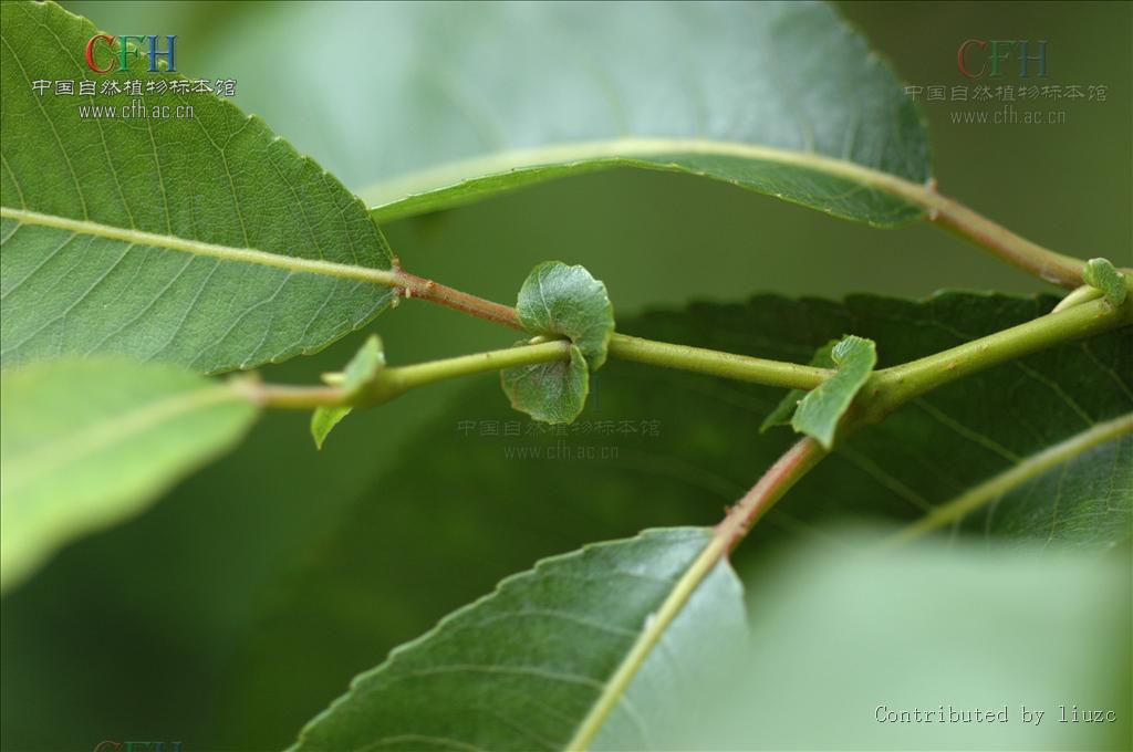  p>腺柳(学名: salix chaenomeloides kimura)小 a href="#" data