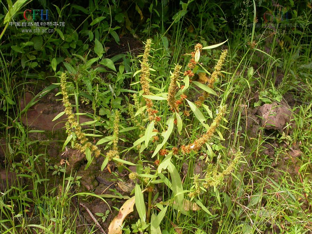  p>刺酸模(学名: i>rumex maritimus /i> l. sp. pl.