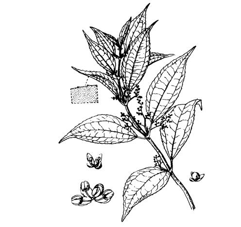 小齿冷水花