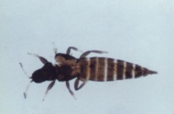  p>中华简管蓟马,又名中华管蓟马,中华皮蓟马,属昆虫纲,缨翅目,管蓟马