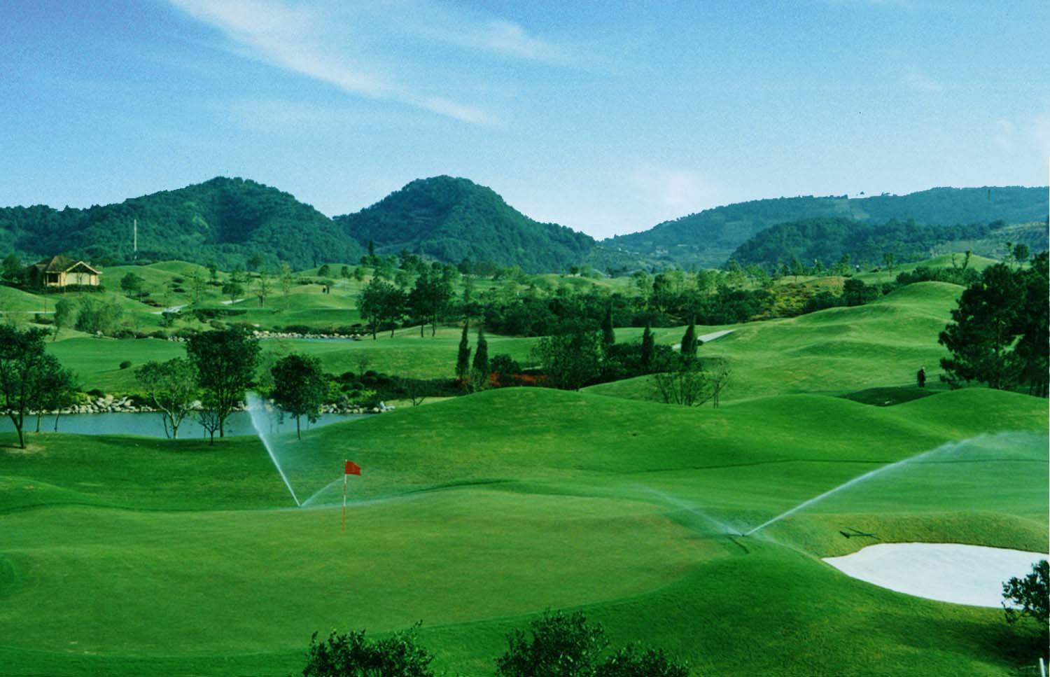 长毛圣地红景天