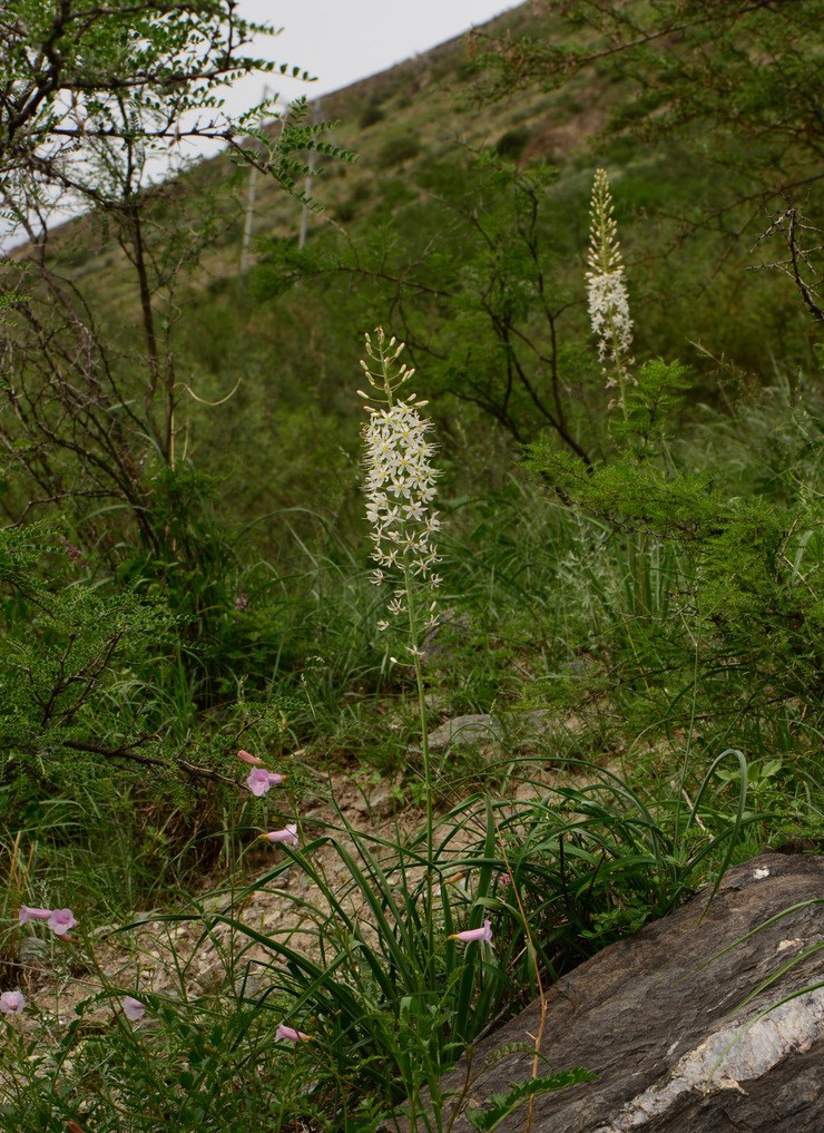  p>独尾草(学名: i>eremurus chinensis /i> fedtsch.