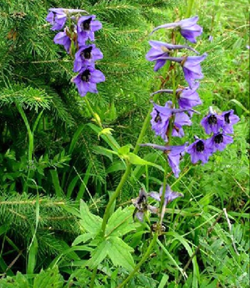  p>伊犁翠雀花(学名: i>delphinium iliense /i> huth)是 a target="