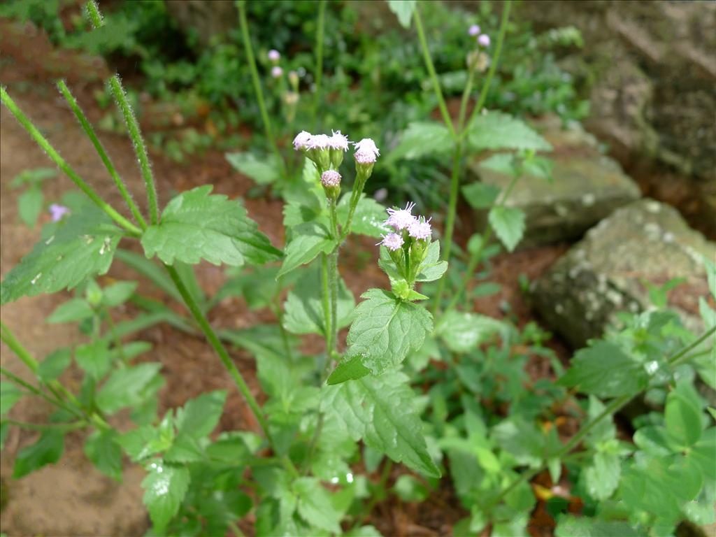  p>假臭草(学名: i>praxelis clematidea  /i>(griseb.) r. m.