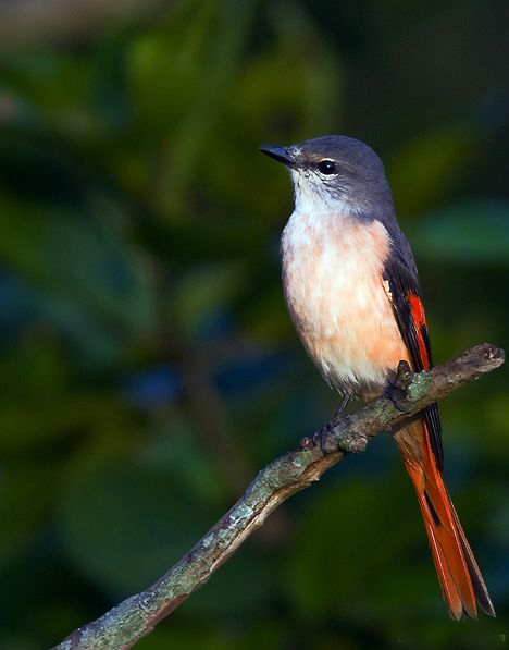 体长20厘米,是体型略小的 a target="_blank" href="/item/山椒鸟">山