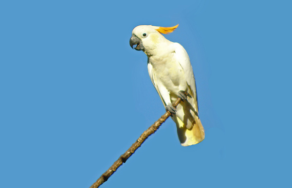  p>橘冠凤头鹦鹉(学名: i>cacatua sulphurea citrinocristata /i>)是