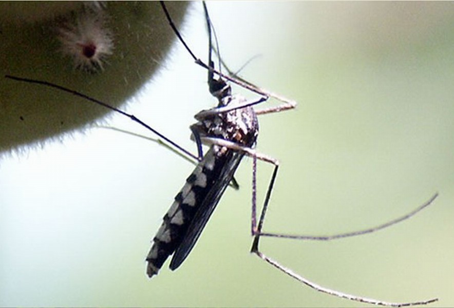  p>伊蚊,是一种 a href="#">蚊科 /a>库蚊亚科 a href="#">伊蚊属 /a>