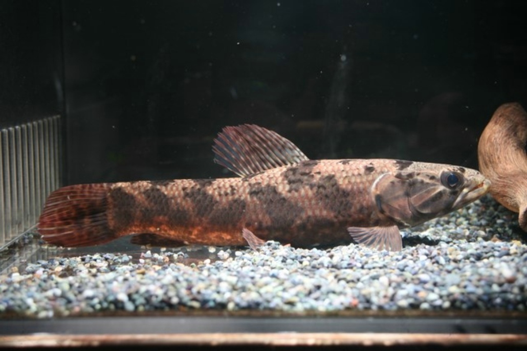  p>大眼利齿脂鲤(hoplias macrophthalmus)又称枯木牙鱼,黑牙鱼,为