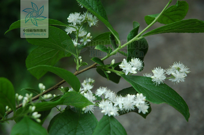 don)是山矾科深裂山矾亚属植物, a href="#" data-lemmaid="152007""