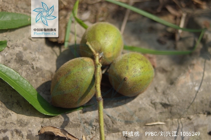  p>野核桃(学名juglans cathayensis dode),别名山核桃.