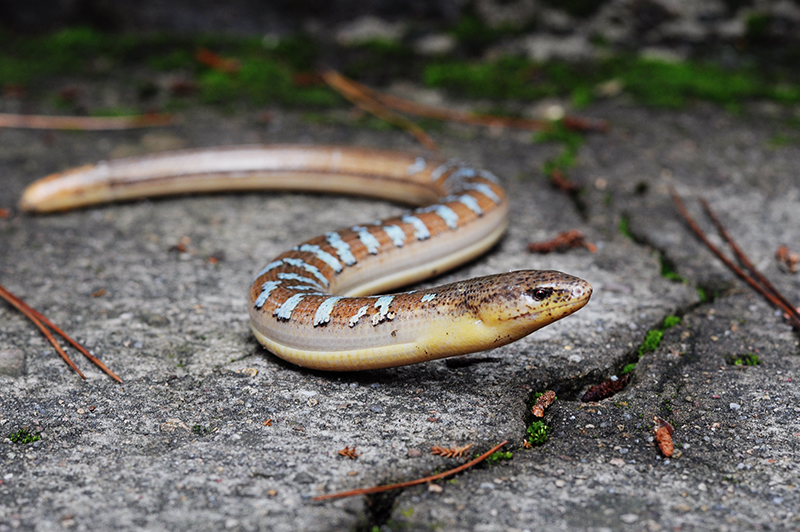 id="gnbv8as030">脆蛇蜥(学名: i>ophisaurus harti /i>)是蛇蜥科