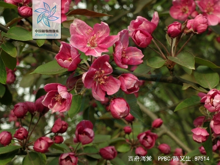  p>西府海棠(学名:malus micromalus),为 a target="_blank" href="