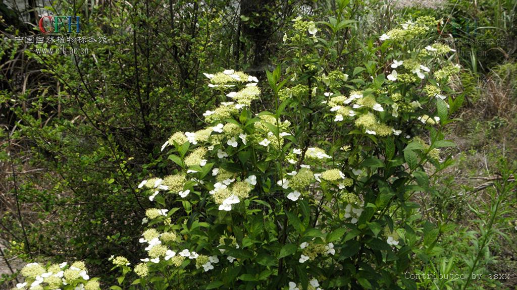 hydrangea macrophylla var. normalis
