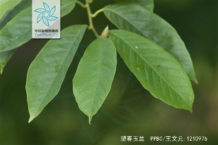  p>望春玉兰又名望春花, a href="#">迎春树 /a>, a href="#">辛兰 /a