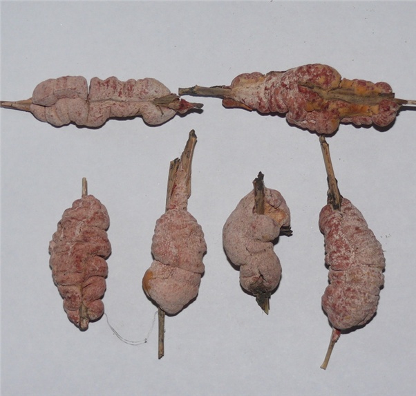  p>竹红菌寄生于海拔2900m以上的 a target="_blank" href="/item/箭