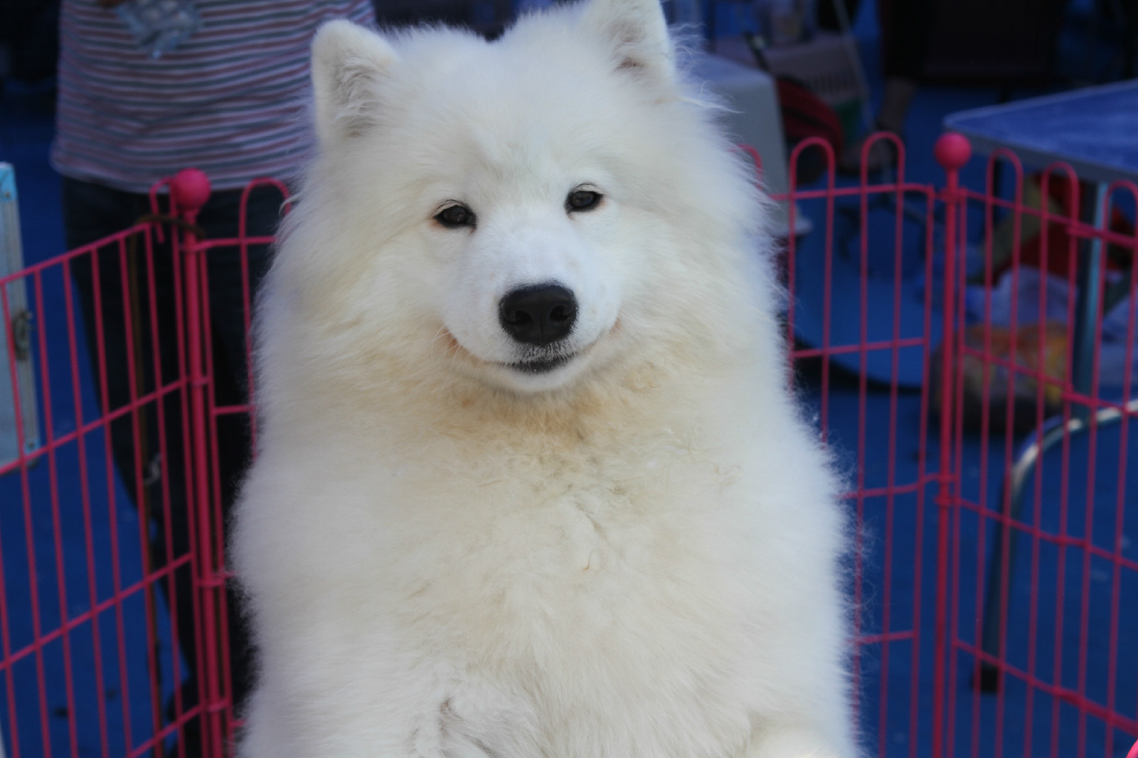 萨摩耶犬