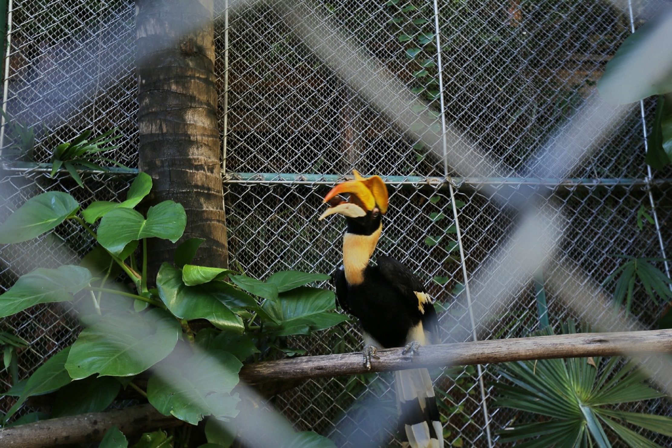 三亚彩色动物园