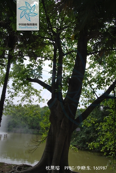  p>枕果榕(学名: i>ficus drupacea /i> thunb.